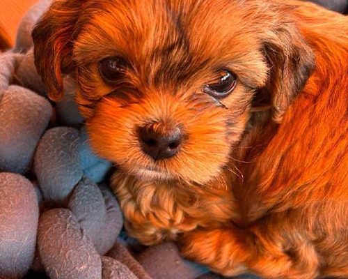 bolonka-zwetna-rocko-rudy-von-sophiengut-braunschweig