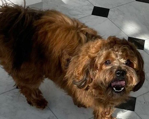 bolonka-zwetna-ruede-rudy-von-sophiengut-braunschweig