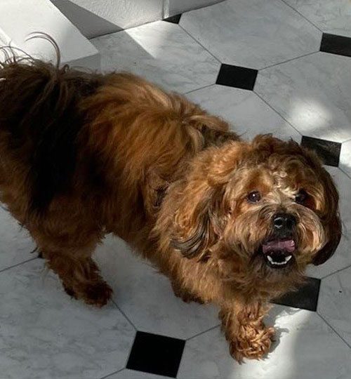 bolonka-zwetna-ruede-rudy-von-sophiengut-braunschweig