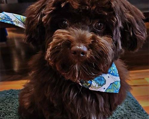 deckruede-babo-zwetna-bolonka-zucht