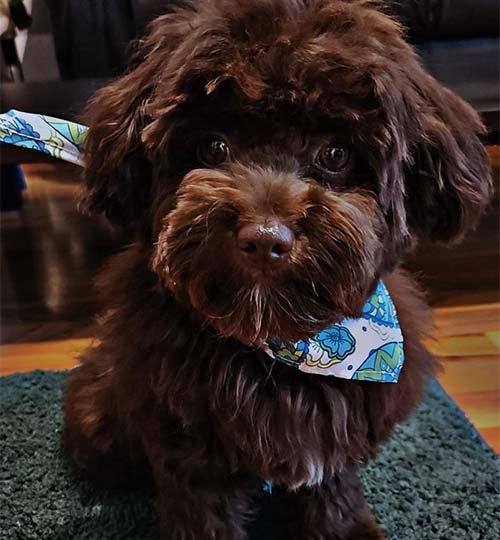 deckruede-babo-zwetna-bolonka-zucht