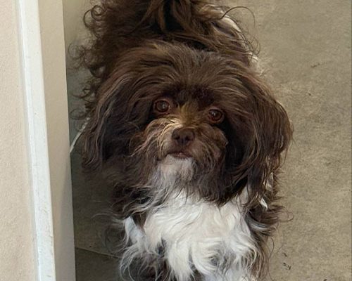 huendin-kathi-von-sophiengut-braunschweig