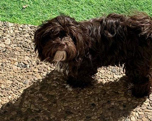 huendin-kiki-von-sophiengut-braunschweig