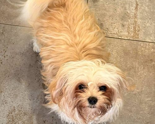 huendin-mila-von-sophiengut-braunschweig