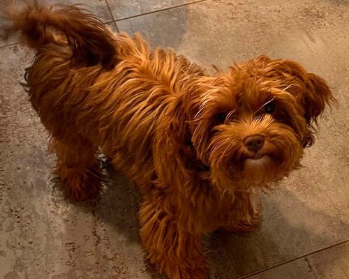 huendin-momo-von-sophiengut-braunschweig