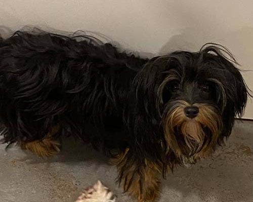 huendin-peachy-von-sophiengut-braunschweig