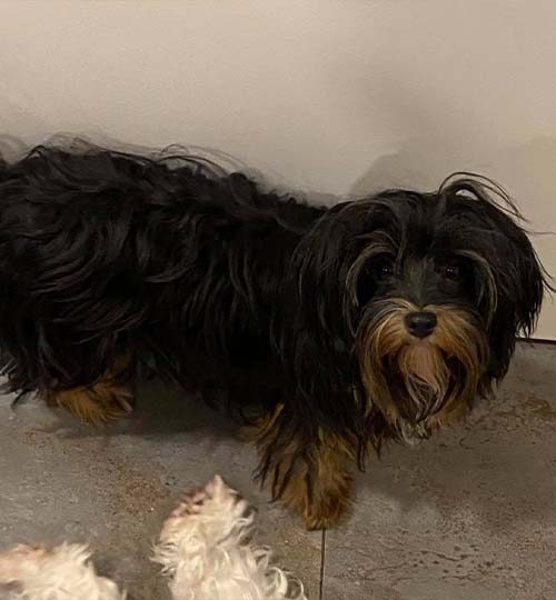 huendin-peachy-von-sophiengut-braunschweig